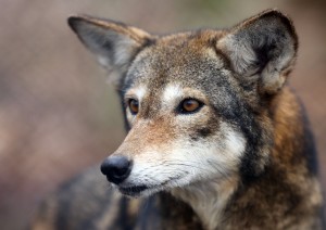 Red wolves