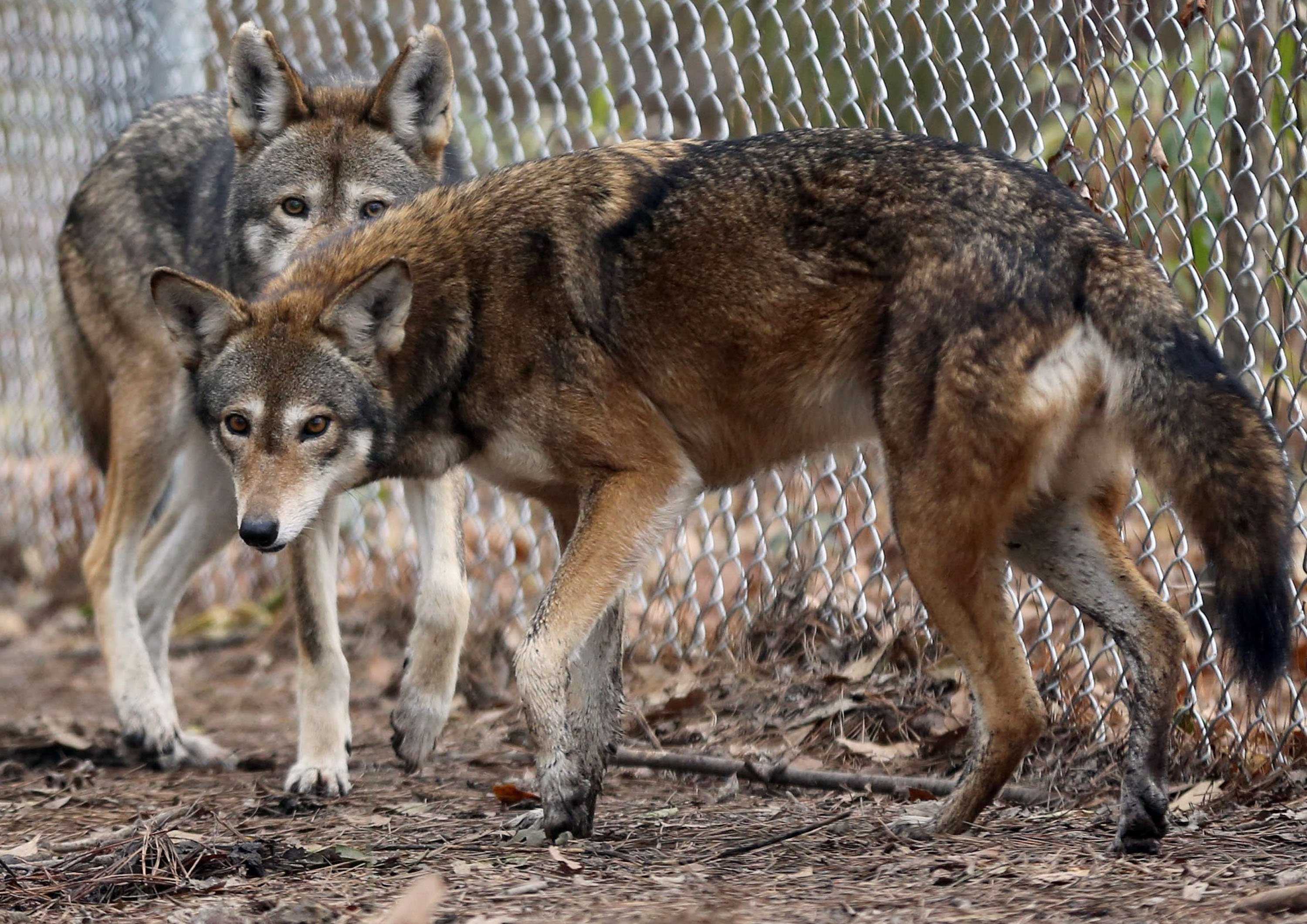 Its A Dogs Life Among Red Wolves In Eastern North Carolina The